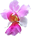 beautiful orchid